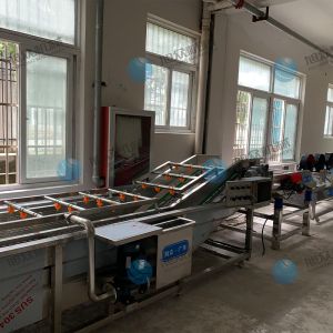 果蔬氣泡清洗機風干流水線多少錢？
